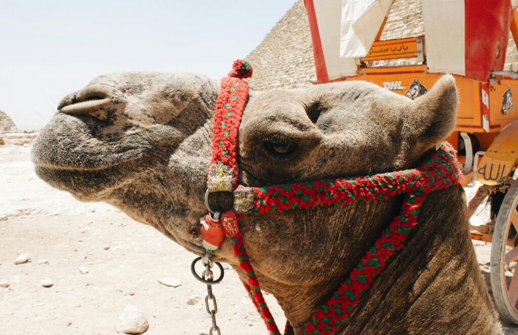 CAMEL IN GIZA