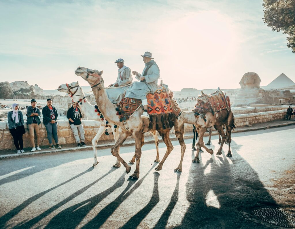 Camels in giza